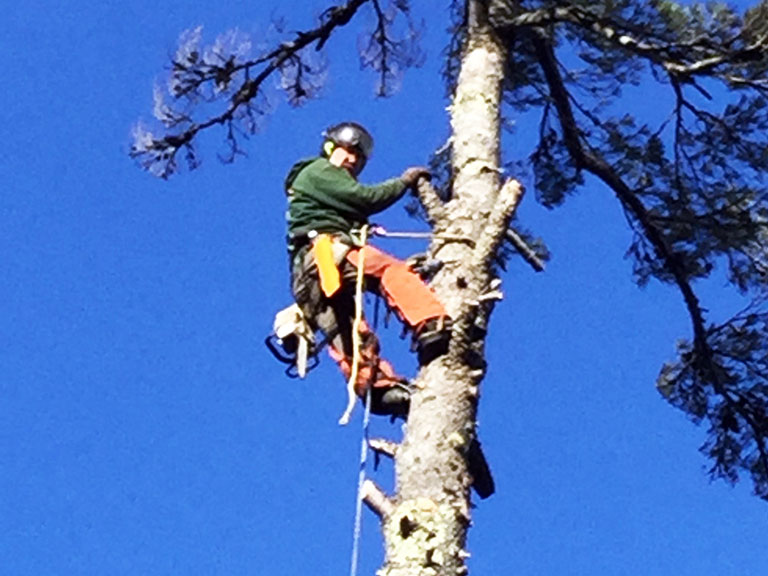 Tree Removal
