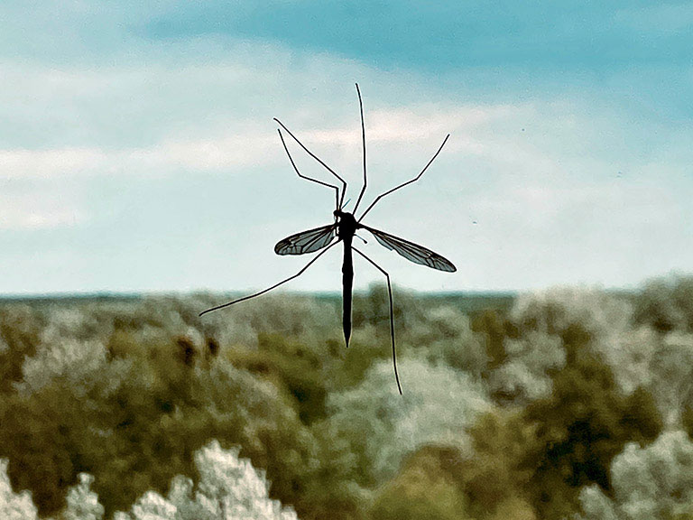 Mosquito