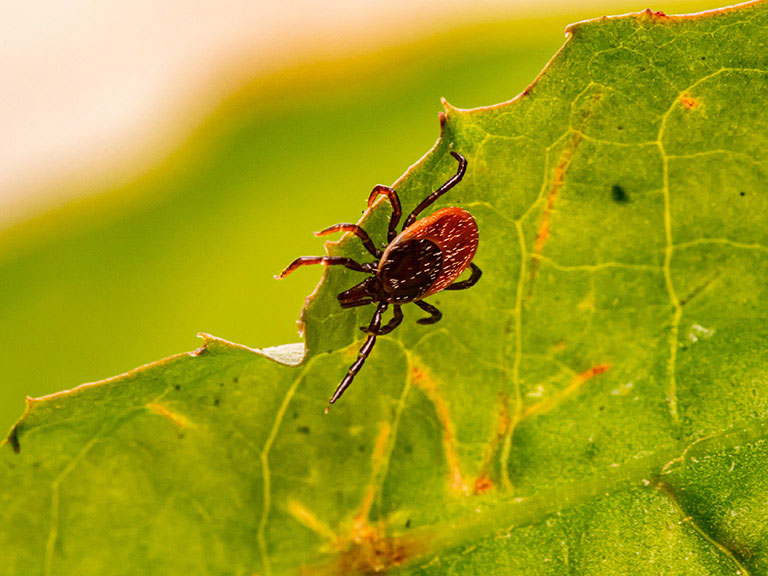 Tick