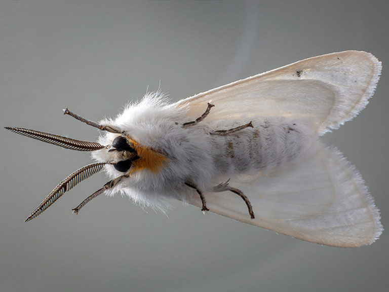 Moth